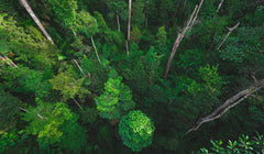 Tall trees in the forest